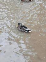 los patos nadan en el agua foto