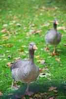 Two geese running on the grass. Public park in London. photo