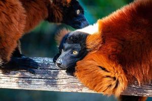 Red Ruffed Lemur monkey. Mammal and mammals. Land world and fauna. Wildlife and zoology. photo