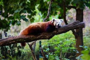 Red panda. Mammal and mammals. Land world and fauna. Wildlife and zoology. photo