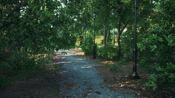 an empty closed Park during the covid-19 pandemic in 2020 video