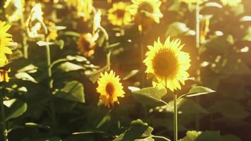 paesaggio del campo di girasole al tramonto video