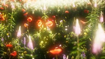 8k vilda blommor i fältet video