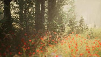 Clearing in the forest in sunny summer morning video