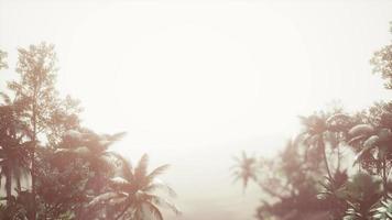 forêt tropicale de palmiers dans le brouillard video