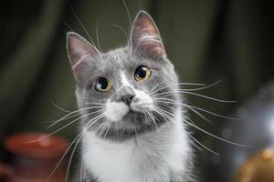 retrato de primer plano de un gato mestizo adulto de ojos amarillos sobre un fondo verde oscuro