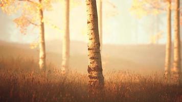 Aufgang oder Sonnenuntergang in einem Birkenwald mit Sonnenstrahlen, die durch Baumstämme scheinen video