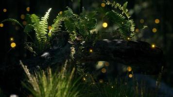 horizontally bending tree trunk with ferns growing, and sunlight shining video