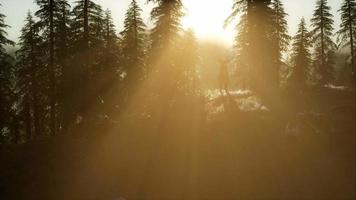 Cerf mâle en forêt au coucher du soleil video