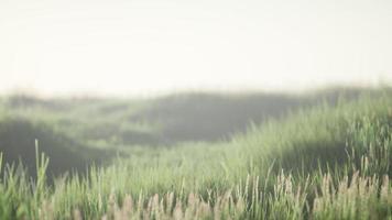 Green field with tall grass in the early morning with fog video