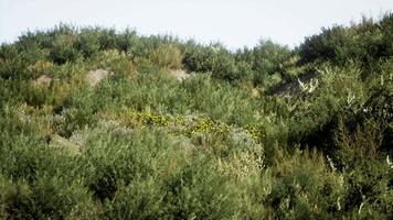 Beach dunes with long grass video