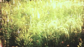 wild field flowers at summer sunset video