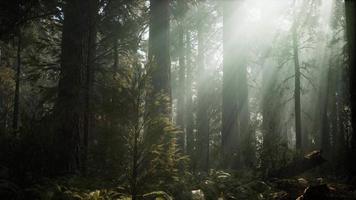 parque nacional sequoia bajo las nubes de niebla video