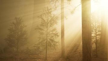 forêt d'automne et arbres dans le brouillard du matin