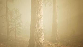 autumn forest and trees in morning fog video