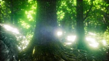 Scenic Forest of Fresh Green Deciduous Trees Framed by Leaves video