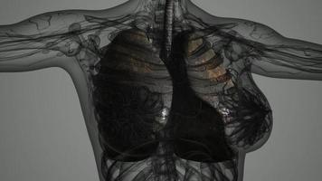 análisis de anatomía científica de los pulmones humanos video