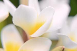 white and yellow plumeria flower wallpaper photo