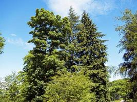 Trees in a garden with green foliage and a blue sky background photo