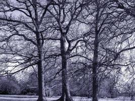 Three trees with bare winter branches in black and white photo