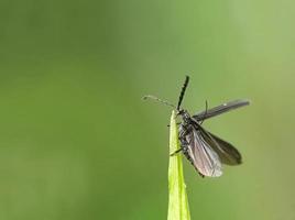 Little black insects prepare to fly glide photo
