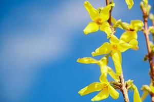 flores amarillas de primavera forsythia de cerca. foto