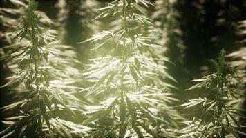 matorrales de planta de marihuana en el campo video