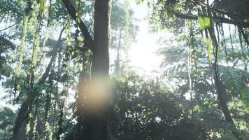 foresta pluviale nebbiosa della giungla nella nebbia video