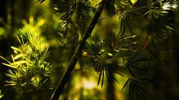 groen bamboebos in hawaï video