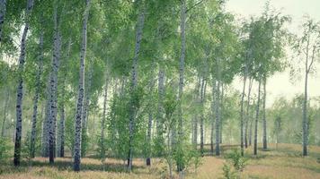 forêt de bouleaux au soleil le matin video