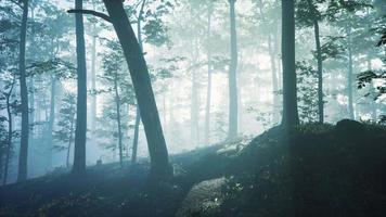 nebbia mattutina nella foresta profonda video