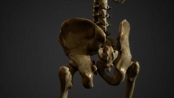 huesos del esqueleto humano video