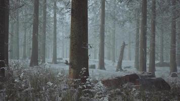 frozen winter forest in the fog video