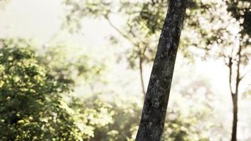 Les rayons du soleil se déversent à travers les arbres dans la forêt brumeuse video