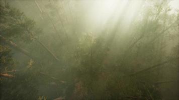 Drone breaking through the fog to show redwood and pine tree video