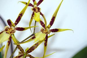 Brassia tessa flower. Brassia orchid. Spider Orchid. photo