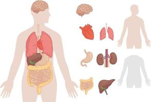 Human Body Parts Anatomy Organs Isolated Set vector