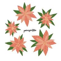 Set of poinsettia flowers. Hand drawn Christmas traditional plants collection. New Years holiday Scandinavian elements. Vector flat nhand drawn illustration isolated on white background.