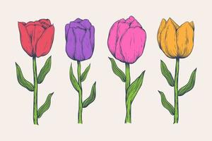 Hand drawn Illustration of tulip flower isolated vector