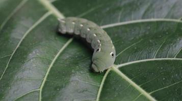 Oleander hawk mothcaterpillar on green leaves. photo