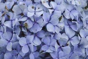 hortensia azul o hortensia macrophylla o flor de hortensia o flor azul. poca profundidad de campo para una sensación de ensueño suave