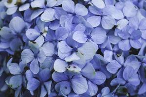 Blue Hydrangea or Hydrangea macrophylla or Hortensia flower or blue flower. Shallow depth of field for soft dreamy feel photo