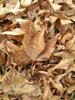 Fallen leaves background photo