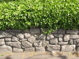 Ivy and stone wall photo