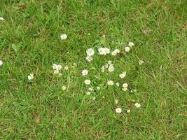 Planta de margarita común bellis perennis flor blanca foto