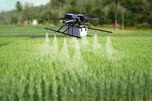Drone spraying pesticide on wheat field. photo