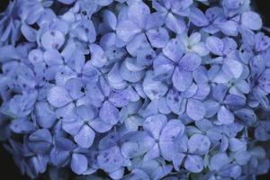 Blue Hydrangea or Hydrangea macrophylla or Hortensia flower or blue flower. Shallow depth of field for soft dreamy feel photo