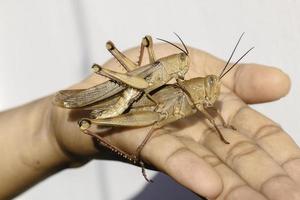 Mating of Grasshoppers - Grasshopper breeds sexually, namely the distribution of sperm of male grasshopper into the female body. photo