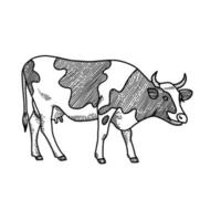 Hand drawn cow sketch. Engraved style vector illustration isolated on white background.