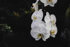 White Orchid. The plant of moon phalaenopsis featuring orchid moon phalaenopsis white petals. The botanical family of moon phalaenopsis is orchidaceae photo